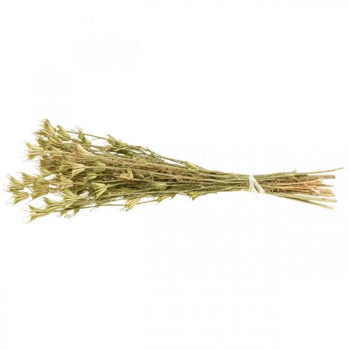 Floristik24 Trockenblumen Schwarzkümmel Deko Natur Nigella 50cm 75g