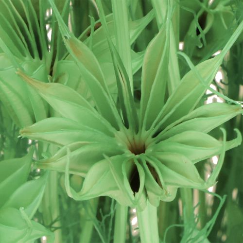 Artikel Trockenblumen Schwarzkümmel Grün Nigella 50cm 100g