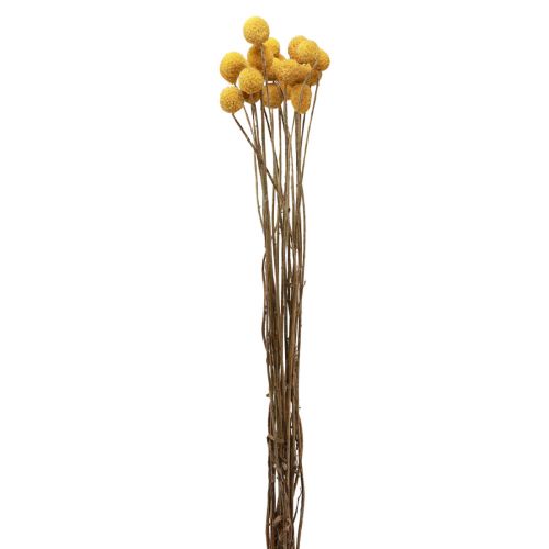 Trockenblumen Craspedia getrocknet, Trommelstöckchen Gelb 50cm 20 St