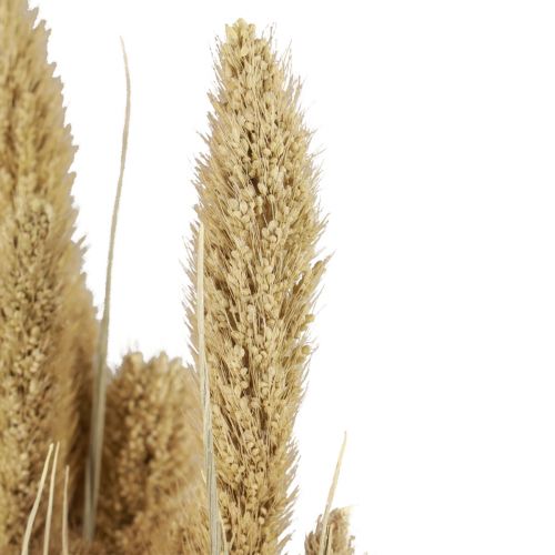 Artikel Trockenblumen Hirse Deko Setaria Borstenhirse 60g