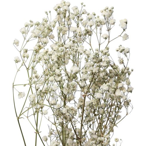 Artikel Trockenblumen Schleierkraut Gypsophila Weiß 58cm 7g