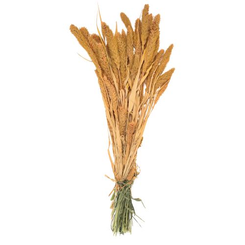 Artikel Trockenblumen Setaria Pumila Orange, Borstenhirse Deko Getreide 72cm 225g