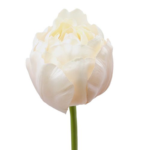 Floristik24 Tulpe Weiß-Rosa 86cm 3St