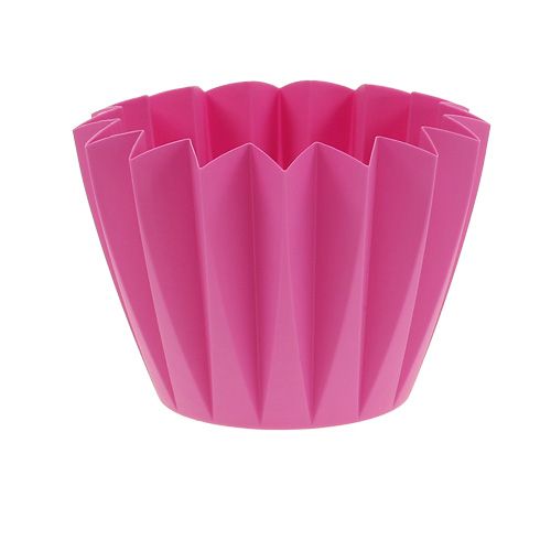 Floristik24 Umtopf Adonis Azalee 14cm 20 St