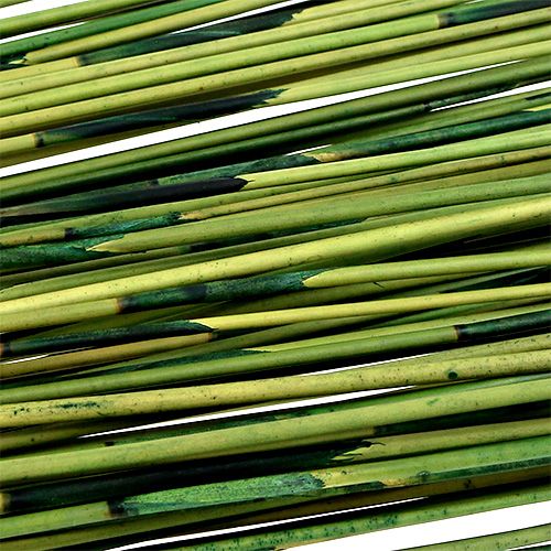 Floristik24 Vlei Reed 400g Dunkelgrün