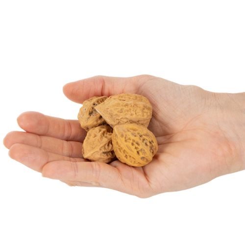 Walnüsse Naturprodukt für Tischdeko und DIY Walnüsse Natur 4-5cm 300g | Floristik24.de