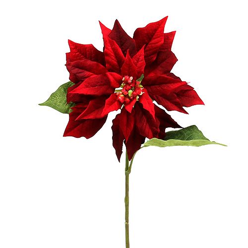 Floristik24 Weihnachtsstern Rot 70cm