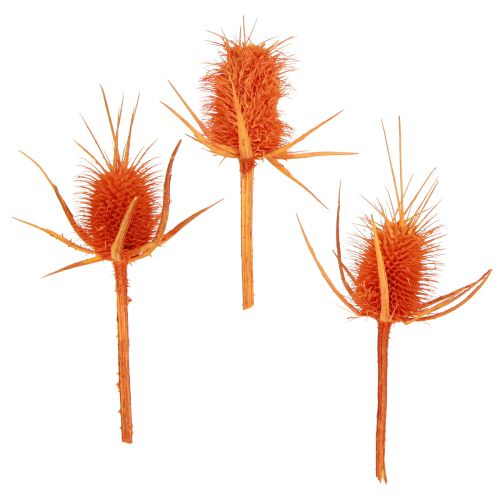 Floristik24 Wilde Karden Orange Kardendistel getrocknet Deko 1kg
