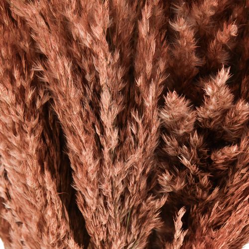 Artikel Schilfrohr Trockendeko Apricot 75cm 10 St Boho Pampasgras