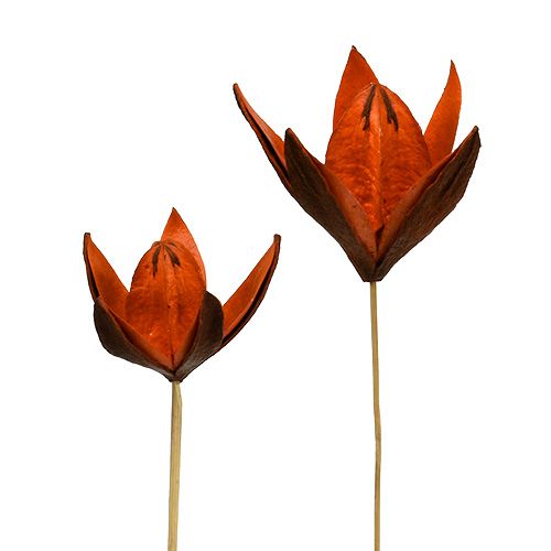 Floristik24 Wildlilie am Stiel Orange 45St