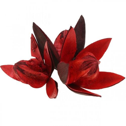 Wildlilie Rot Naturdeko Trockenblumen 6-8cm 50St