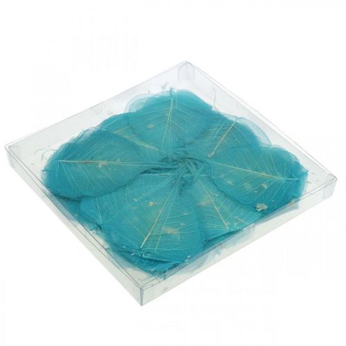 Floristik24 Willowblätter, Naturblätter der Weide, Trockenblätter skelettiert Türkisblau 200 St