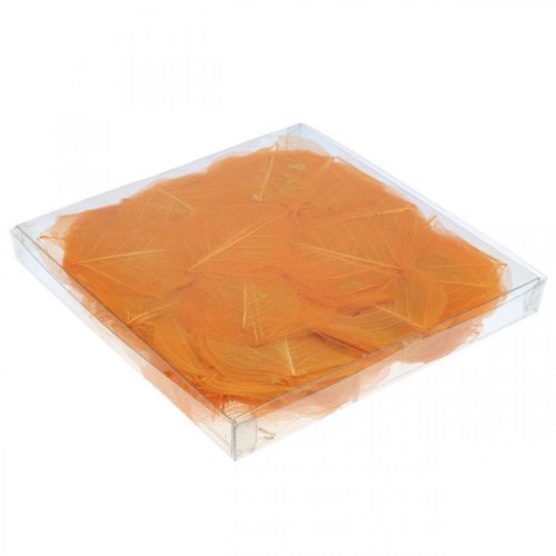 Floristik24 Willowblätter skelettiert Orange Trockendeko 200 St