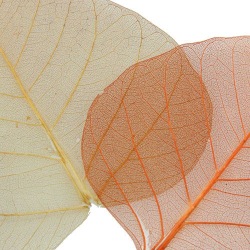 Floristik24 Willowblätter skelettiert Creme/Braun 200 St.