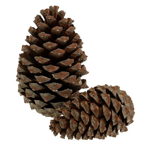 Artikel Zapfen Pinus Maritima 10cm - 15cm Natur 3St