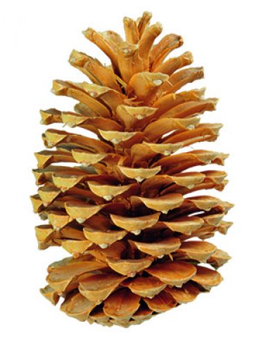 Floristik24 Maritima Zapfen Creme / Vanille gemischt 25St ALTER ARTIKEL