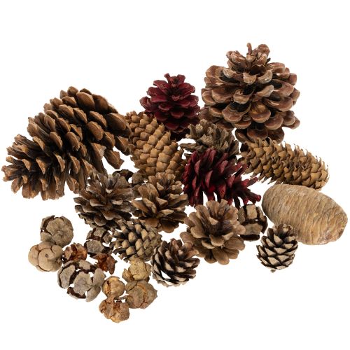 Zapfenmix Natur Zapfen zum Basteln und für Adventsdeko 2-10 400g kaufen | Floristik24.de
