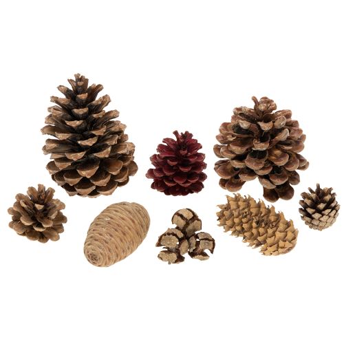 Zapfenmix Natur Zapfen zum Basteln und für Adventsdeko 2-10 400g | Floristik24.de