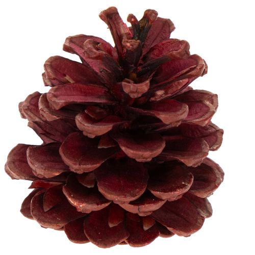 Zapfenmix Natur Zapfen zum Basteln und für Adventsdeko 2-10 400g | Floristik24.de