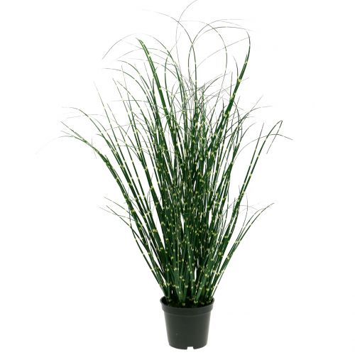 Floristik24 Zebragras im Topf Grün 60cm