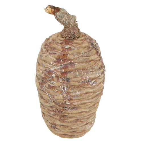 Zedernzapfen Zapfen Deko Zeder Natur 9-10,5cm 3 St