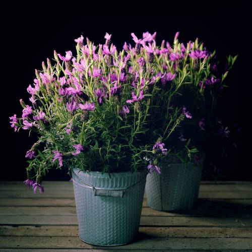 Floristik24 Zinkeimer Flechtmuster Grau gewaschen Ø20cm H19cm