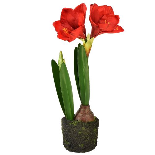 Artikel Amaryllis in Moosballen künstlich – Leuchtend rote Blüten, 49 cm – Elegante und natürliche Raumdekoration