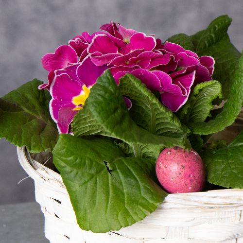 Artikel Bastkorb Deko für vielseitige Wohnraumgestaltung 20cm 8St