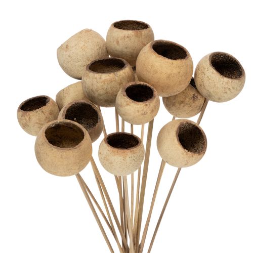 Artikel Bell Cup Mix am Stiel Natur Exoten 15 St