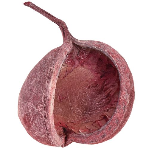 Floristik24 Buddha Nut Rot Weiß Getrocknet Natur Deko Ø5,5–9,5cm 5 St