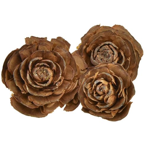 Floristik24 Zapfen von Zeder geschnitten als Rose Cedarrose 4-6cm natur 50 St