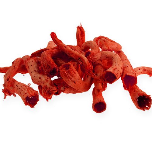 Floristik24 Cupy-Wurzel in Orange 350g