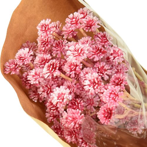 Artikel Currykraut Immortelle Künstlich Pink L28cm 12 St 1 Bund