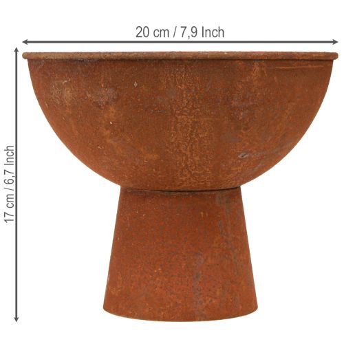 Deko Schale mit Fuß Pokalschale Rost Metall Ø20,5cm 2St | Floristik24.de