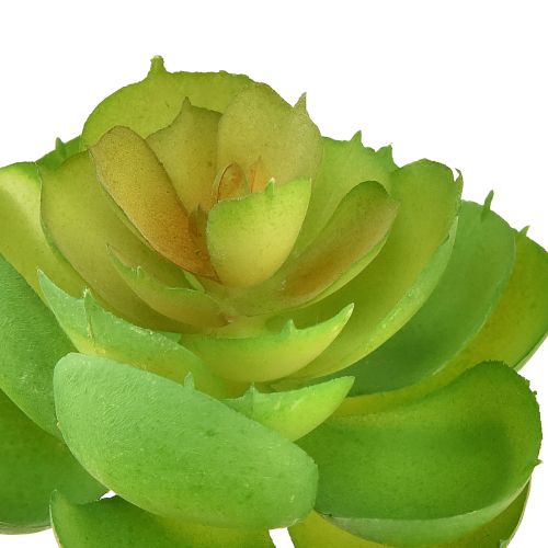 Artikel Echeveria Künstliche Sukkulenten Grün Ø7cm 6 St