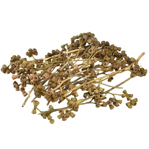 Artikel Eukalyptuszweige Natur Deko Exoten Eukalyptus 20-30cm 25 St
