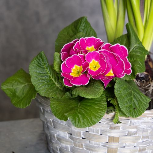 Artikel Geflochtener Korb als Stilvolle Blumendekoration im Wohnbereich Osterkorb 23cm 6St