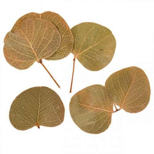 Getrocknete Blätter Deko Moneta Trockenfloristik Natur 200g