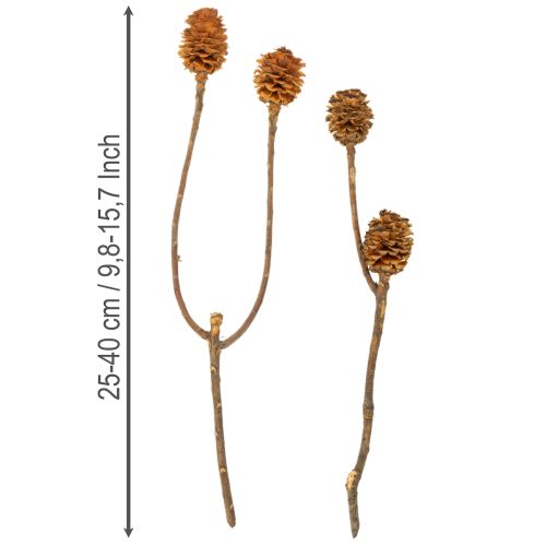 Glabrum Leucospermum Getrocknete Blüten 25-40cm 25 St | Floristik24.de