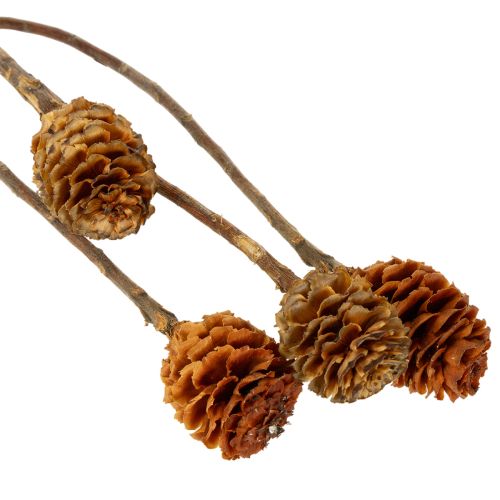 Glabrum Leucospermum Getrocknete Blüten 25-40cm 25 St | Floristik24.de