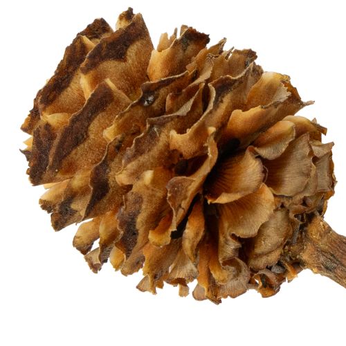 Glabrum Leucospermum Getrocknete Blüten 25-40cm 25 St | Floristik24.de