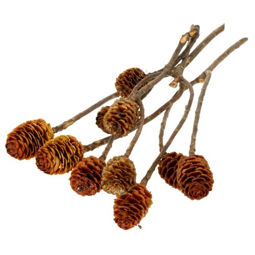 Glabrum Leucospermum Getrocknete Blüten 25-40cm 25 St | Floristik24.de