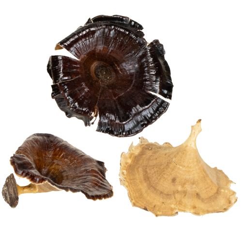 Floristik24 Kalix Pilz Natur lackiert 100 St