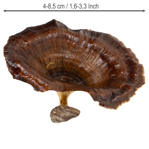 Artikel Kalix Pilz Natur lackiert 100 St