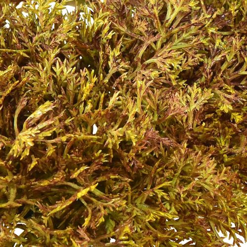 Artikel Künstliches Moos Deko Braun – Moospolster 10/12/14cm 3 St