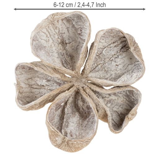 Landlotus Weiß gewaschen 6-12cm 50 St | Floristik24.de