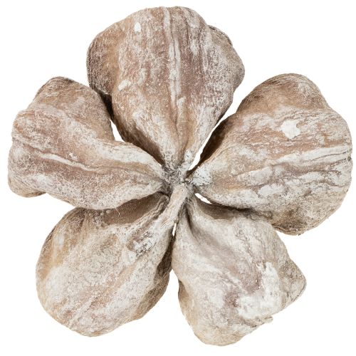 Landlotus Weiß gewaschen 6-12cm 50 St | Floristik24.de