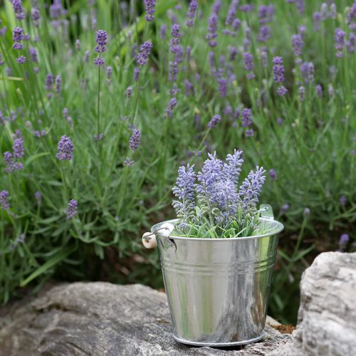 Floristik24 Mini-Lavendel im Topf Kunstpflanze Lavendel Deko H16cm