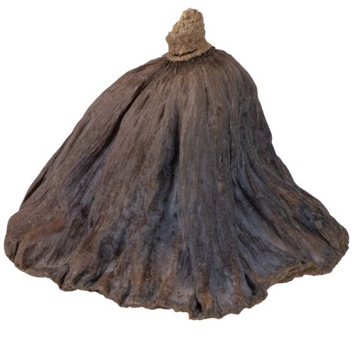 Artikel Lotos Kolben groß 100 St Natur