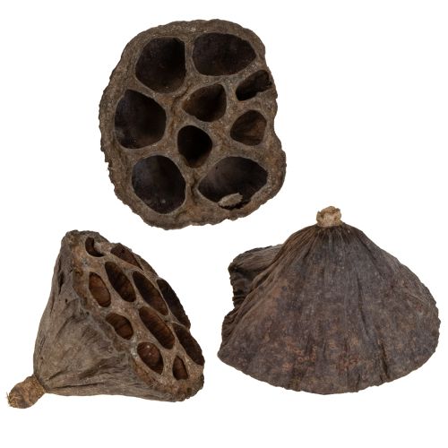 Floristik24 Lotos Kolben klein 100 St. Natur